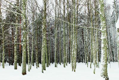 Close-up of trees against sky