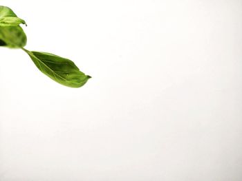 Close-up of green leaves against white background