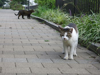 Portrait of cat sitting outdoors