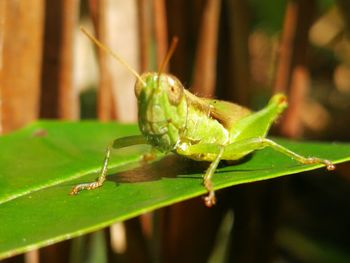 Close-up of insect on leaf