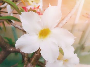 Close-up of white flowering plant