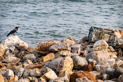 Bird perching on rock by sea