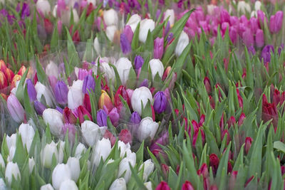 Close-up of purple crocus flowers on field