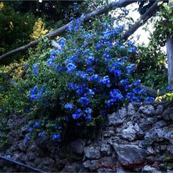 Low angle view of purple flowers on tree