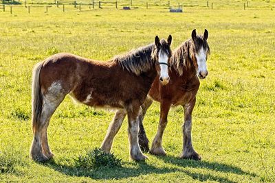 Horses in a field