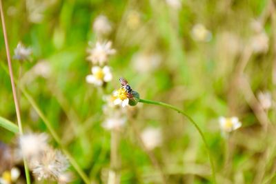 Close-up of insect on flower