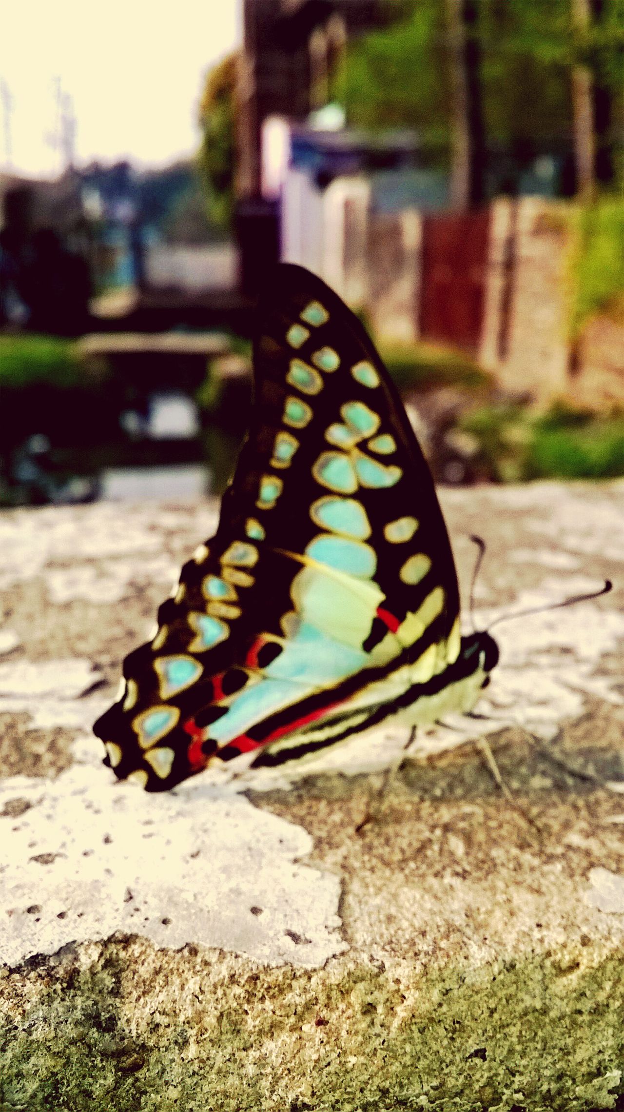 Butterflies_insect