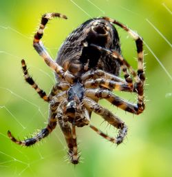 Close-up of spider on web