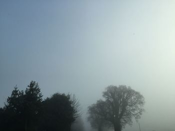 Trees in fog