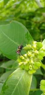 Close-up of fly on leaf