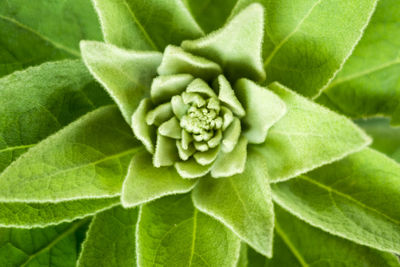 Close-up of green plant