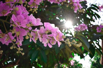 Low angle view of purple flowering plants