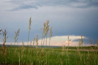 grass