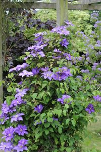 Blue flowers blooming in spring