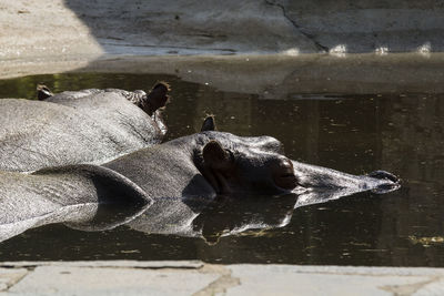 Turtle swimming in water