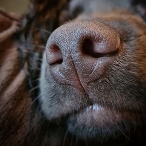 Close-up of a dog