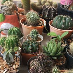 High angle view of potted plants at market stall