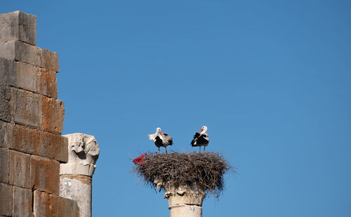 Low angle view of birds perching on nest against sky