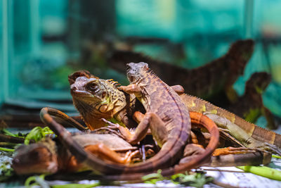 Close-up of frog on leaf