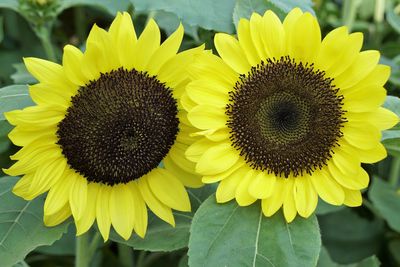 Close-up of yellow sunflower