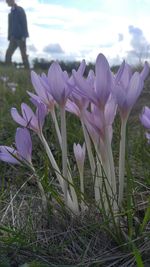 Close-up of crocus blooming on field