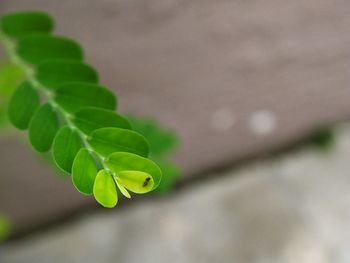 Close-up of green leaves