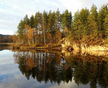 Reflection of trees in calm lake