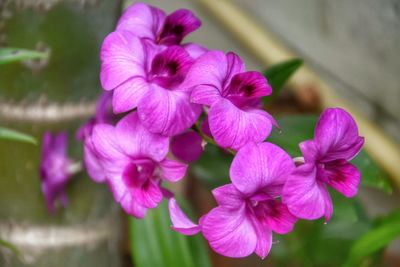 Close-up of flowers blooming outdoors