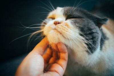 Close-up of hand holding cat