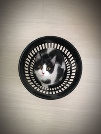 Close-up portrait of a cat