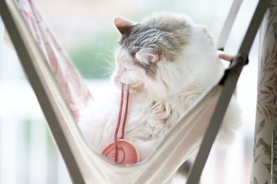 Cat playing with strings