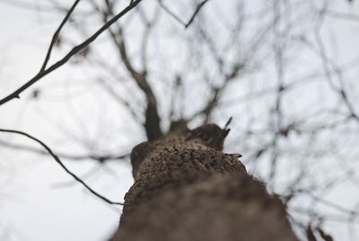 Close-up of bare branches against blurred background