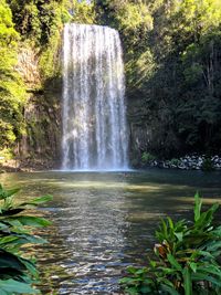 Scenic view of waterfall in forest