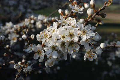 Close-up of white flowers on branch