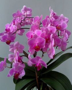 Close-up of orchids