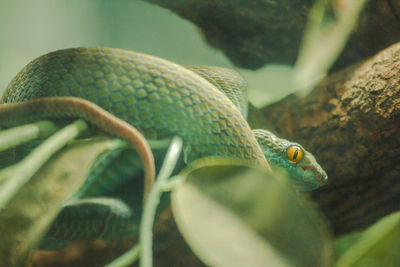 Close-up of snake