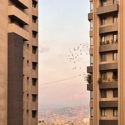 Low angle view small flock of birds flying behind modern buildings against sky