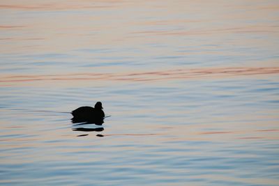Black swan swimming in lake