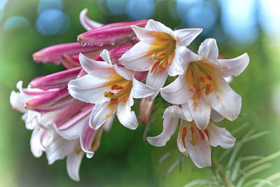 Close-up of white flowering plant