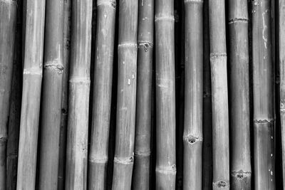 Full frame shot of bamboo