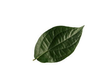 Close-up of leaf against white background