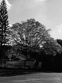 Trees against sky