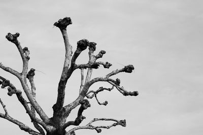 Low angle view of tree against sky