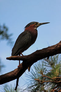 Low angle view of bird perching on tree against sky