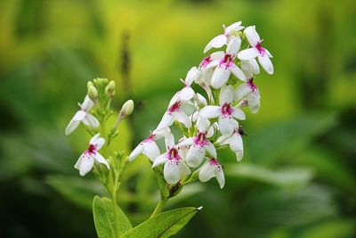 Close-up of pink flowering plant