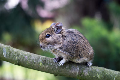 Close-up of squirrel