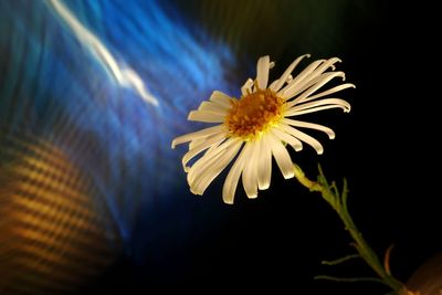 Close-up of white flowering plant against black background