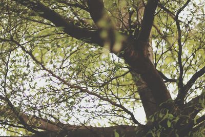 Low angle view of trees against sky