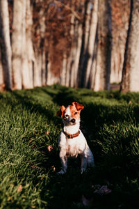 Dog sitting on field