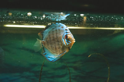 Close-up of fish swimming in sea